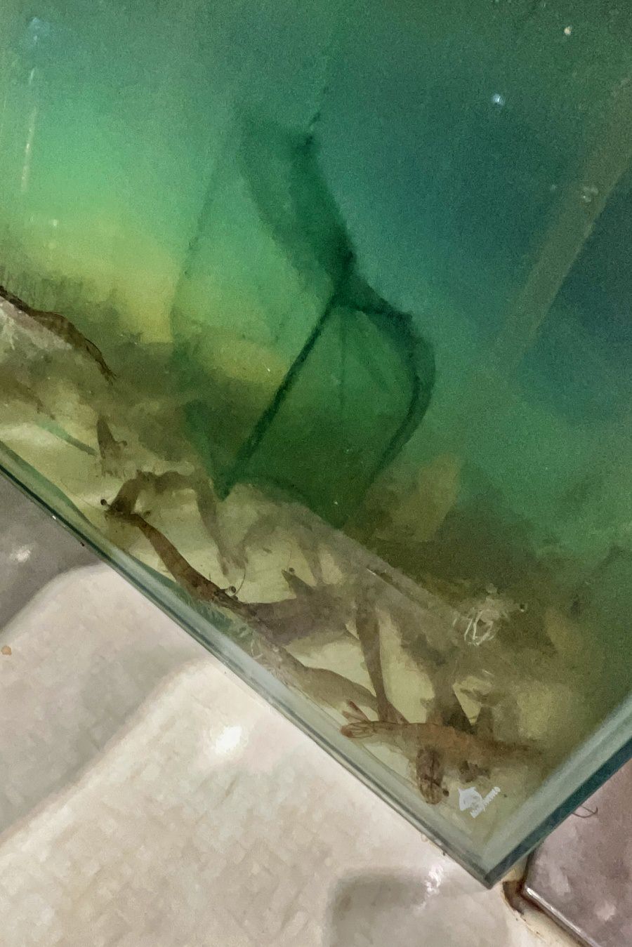 台南人氣吃到飽餐廳/台南唯一日式料理和壽喜鴛鴦鍋吃到飽餐廳/壽星下載APP最低可享65折 - 第35張圖 台南人氣吃到飽餐廳/台南唯一日式料理和壽喜鴛鴦鍋吃到飽餐廳/壽星下載APP最低可享65折