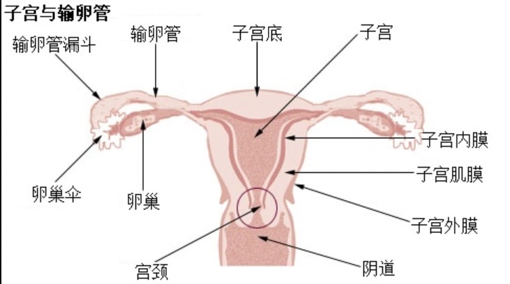 長期使用異位寧好嗎?異位寧有副作用嗎?異位寧掉頭髮?吃異位寧長乳腺瘤? - 第3張圖 長期使用異位寧好嗎?異位寧有副作用嗎?異位寧掉頭髮?吃異位寧長乳腺瘤?
