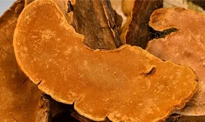 UBUA牛樟芝膠囊/台灣獨有的牛樟芝/森林中的紅寶石