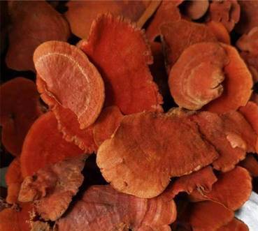 UBUA牛樟芝膠囊/台灣獨有的牛樟芝/森林中的紅寶石